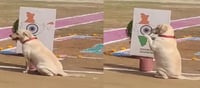 ఈ కుక్క దేశభక్తికి.. అందరూ ఫిదా అవ్వాల్సిందే?